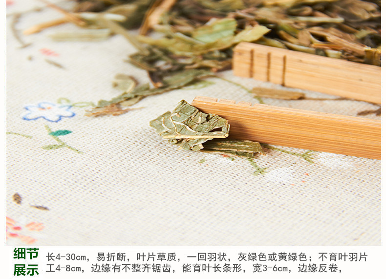 凤尾草4.jpg