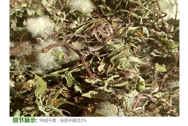 蒲公英野生5.jpg