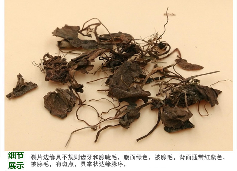 虎耳草4.jpg