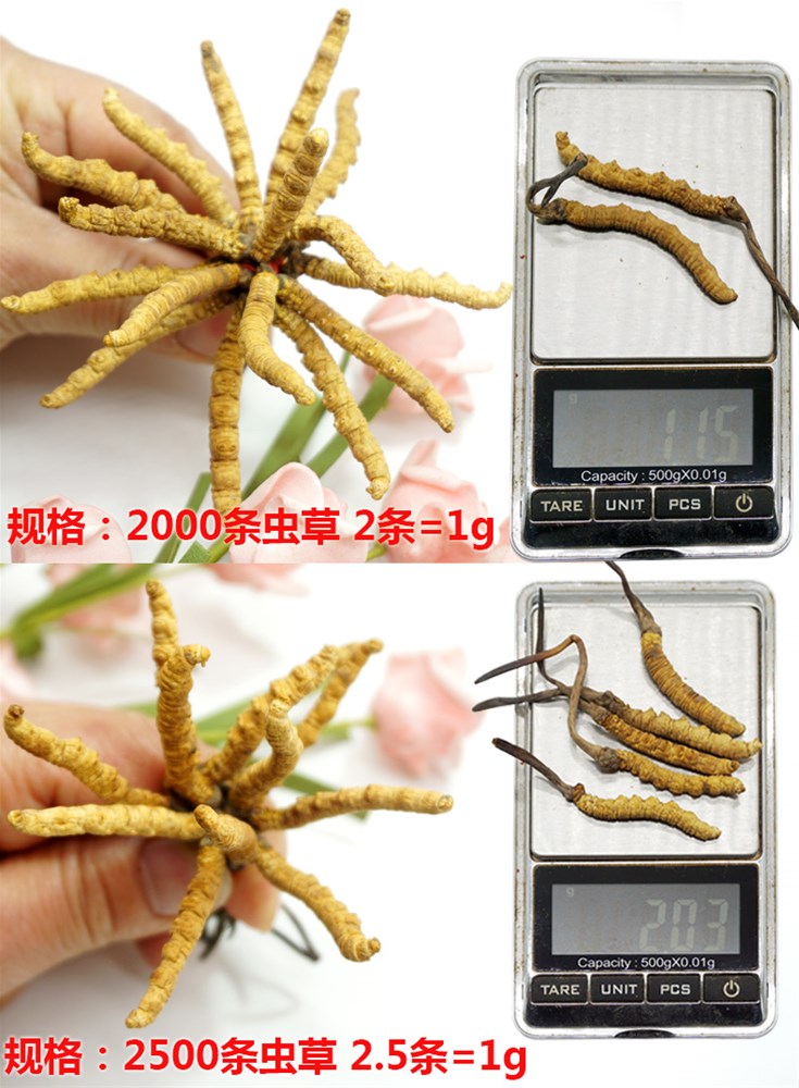 虫草-1.jpg