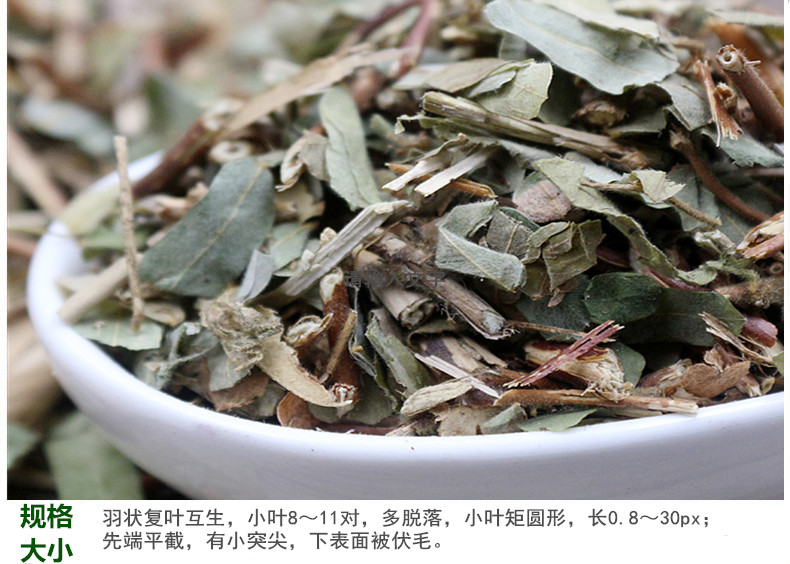 鸡骨草叶5.jpg