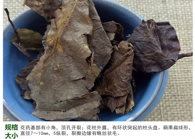鹿衔草5.jpg