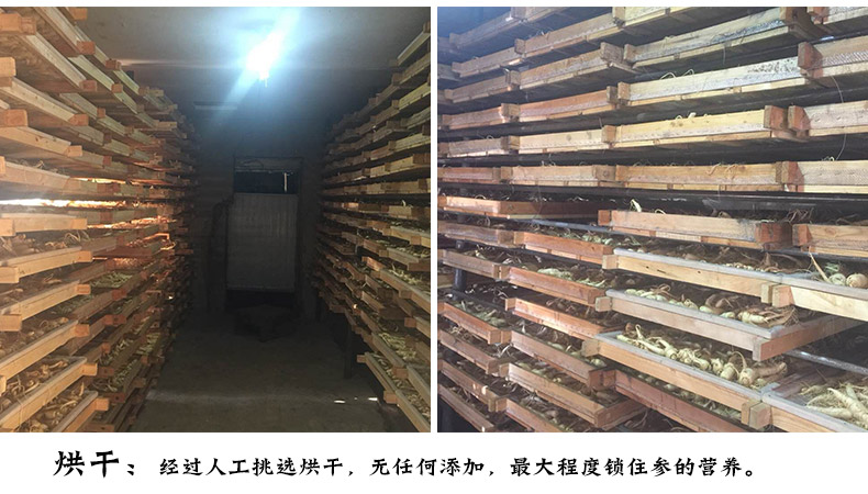 人参_02.jpg