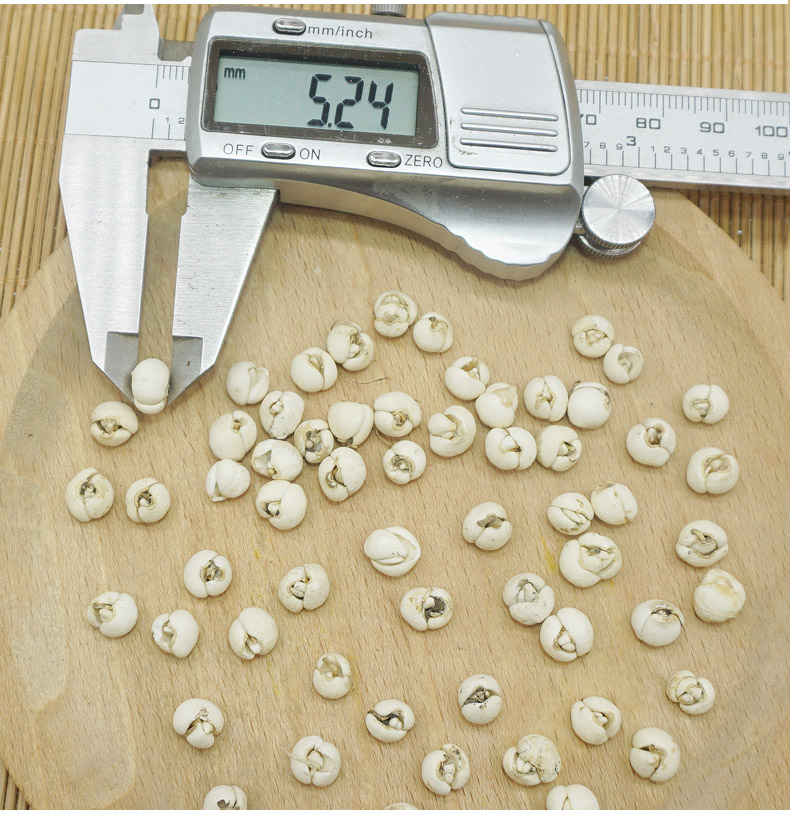 川贝开花贝详情-7.jpg
