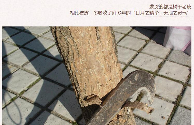 杜仲5.jpg