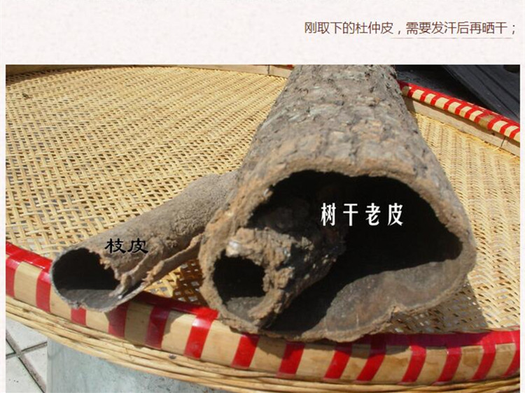 杜仲4.jpg