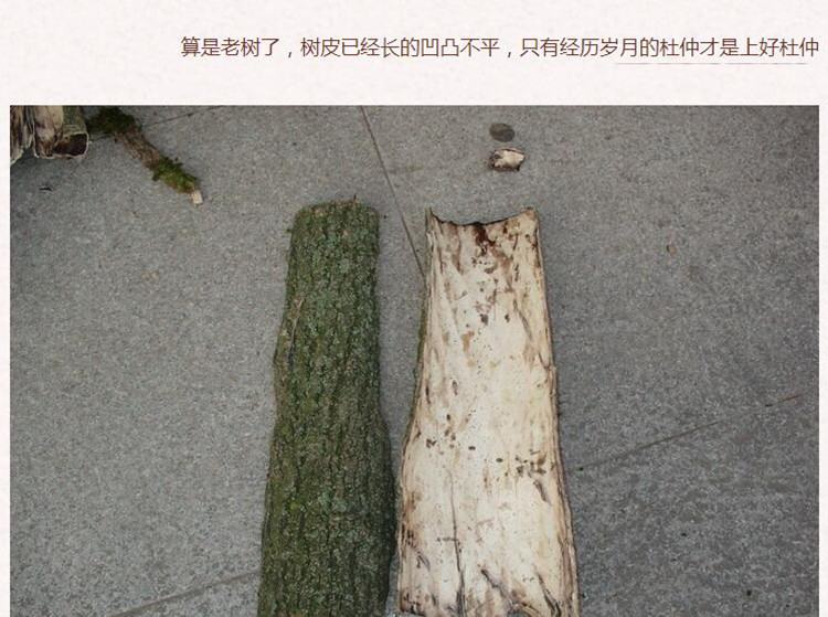杜仲3.jpg
