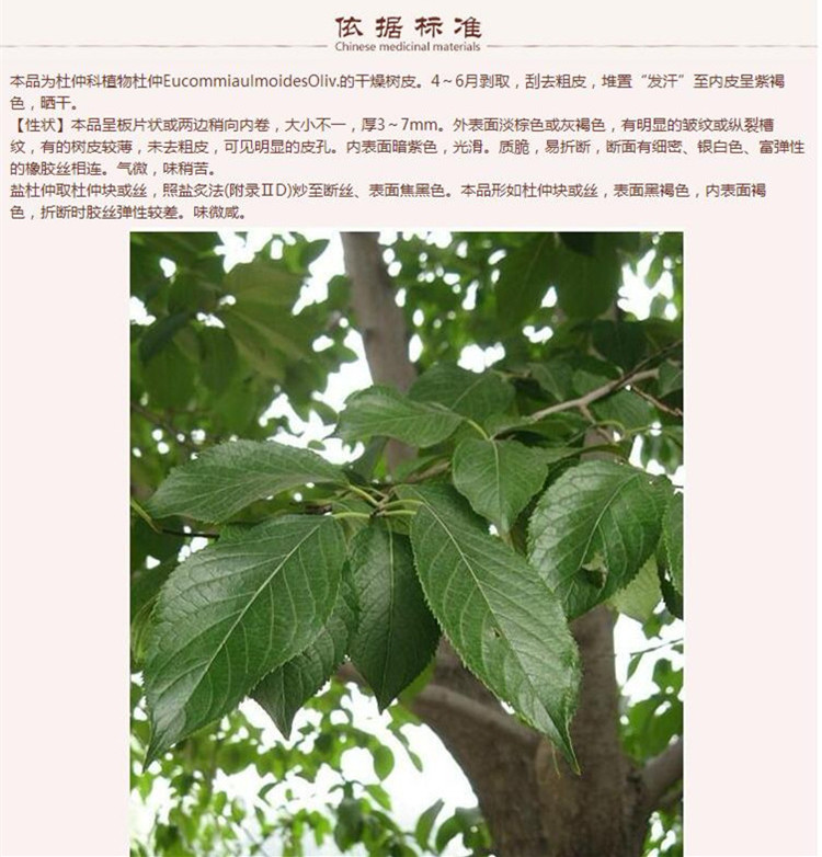 盐杜仲11.jpg