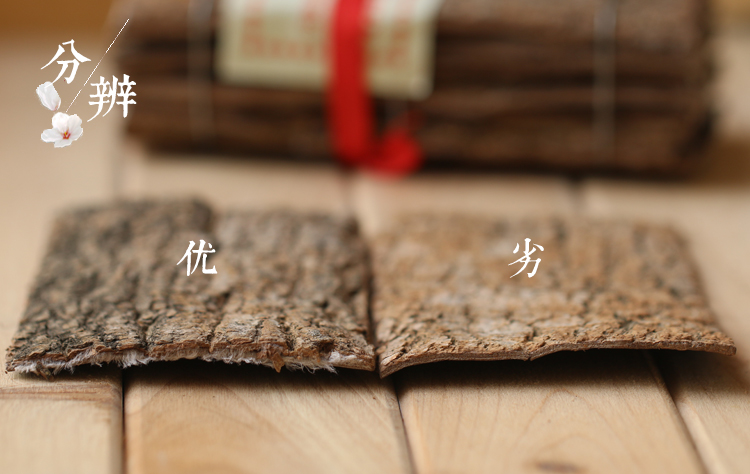 杜仲7.jpg