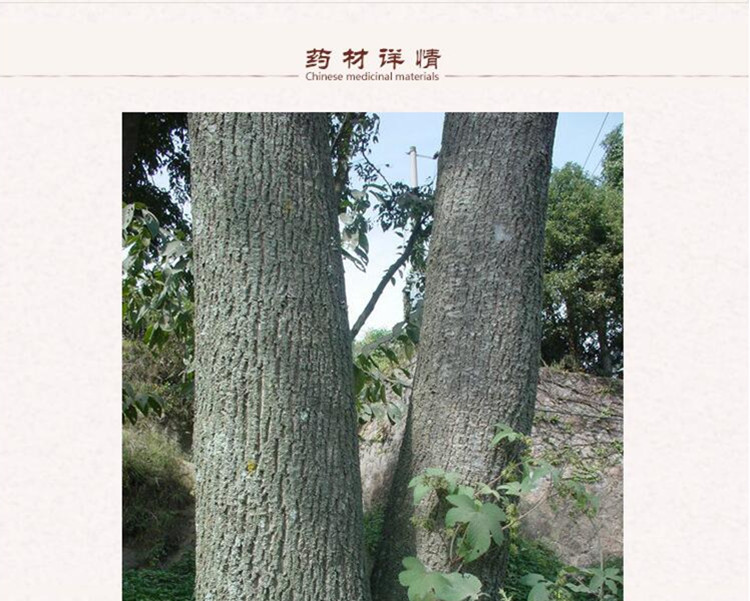 杜仲2.jpg