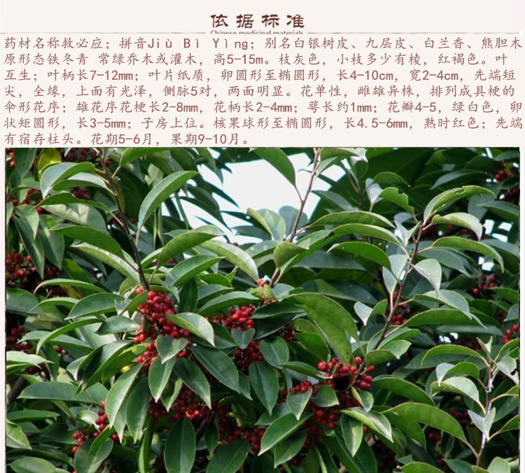 救必应9.jpg