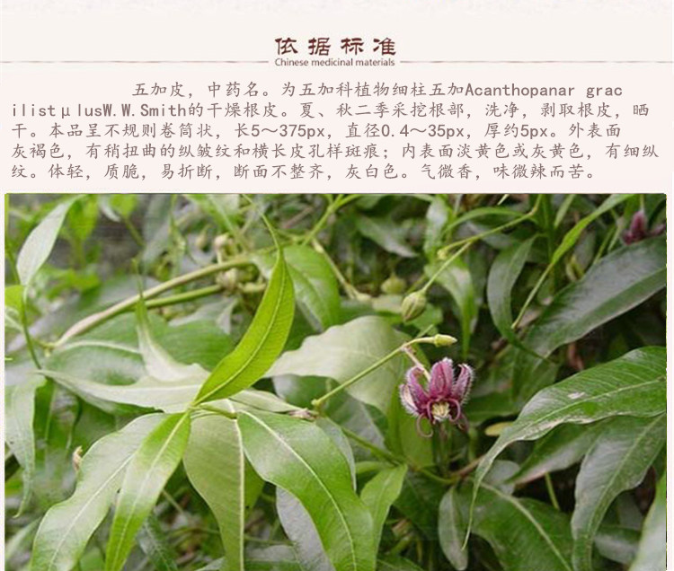 五加皮5.jpg