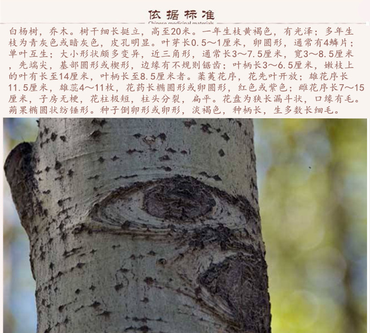 白杨树皮9.jpg
