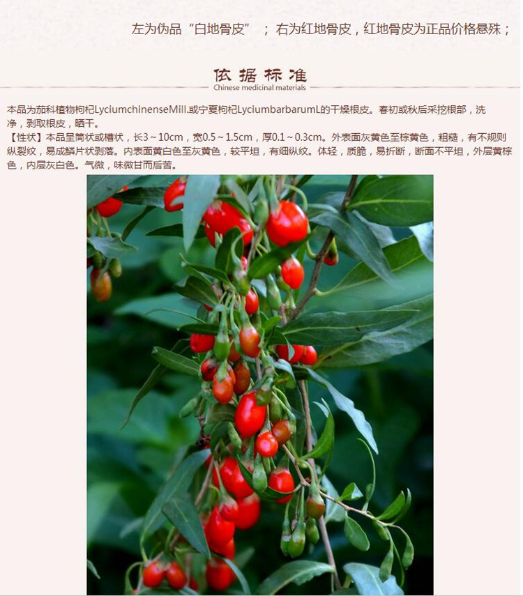 地骨皮6.jpg