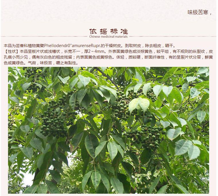 黄柏4.jpg