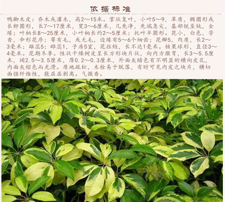 鸭脚木皮9.jpg