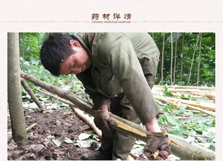 厚朴2.jpg