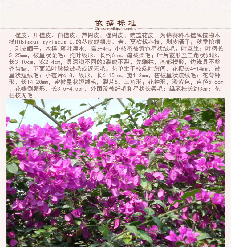 木槿皮8.jpg