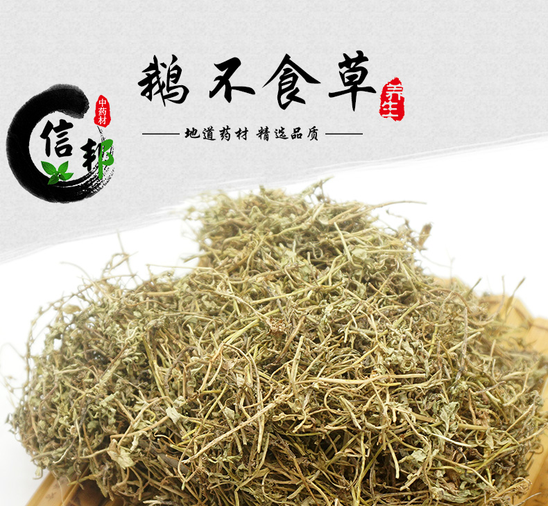 鹅不食草详情_01.jpg