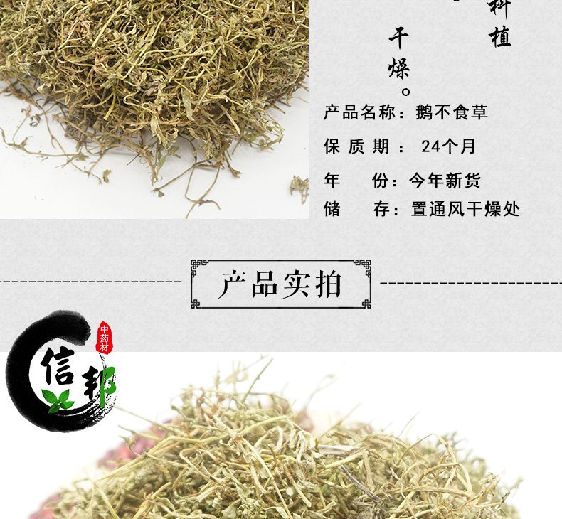 鹅不食草详情_03.jpg