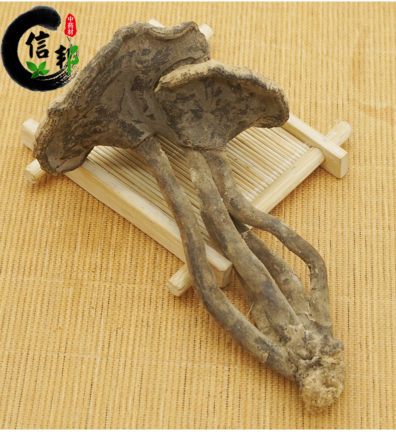 雪灵芝_06.jpg
