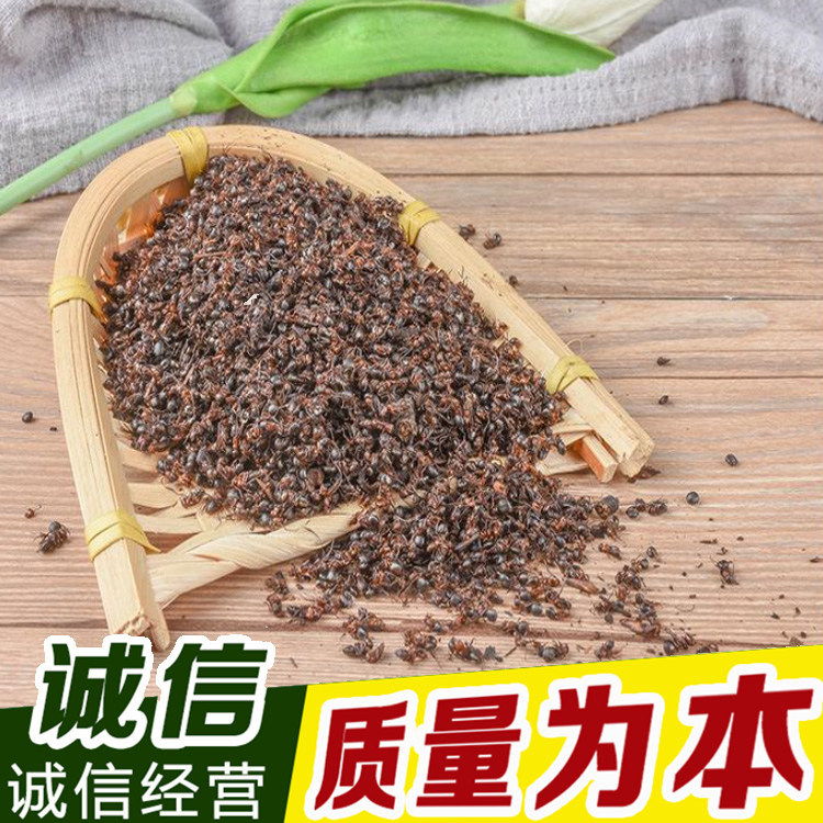 红蚂蚁 (3).jpg