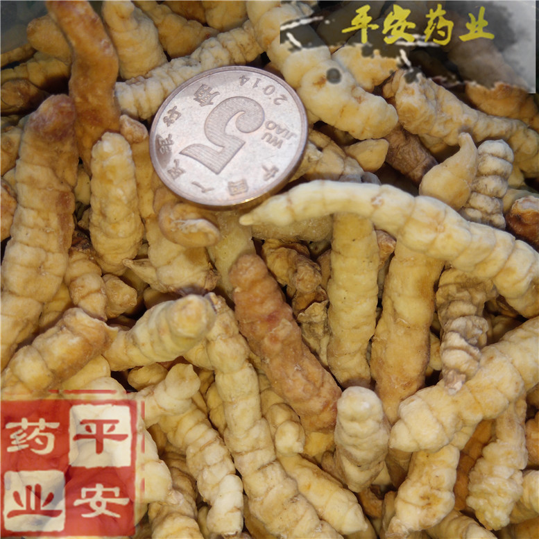 地蚕草食蚕40奇~02_副本.jpg