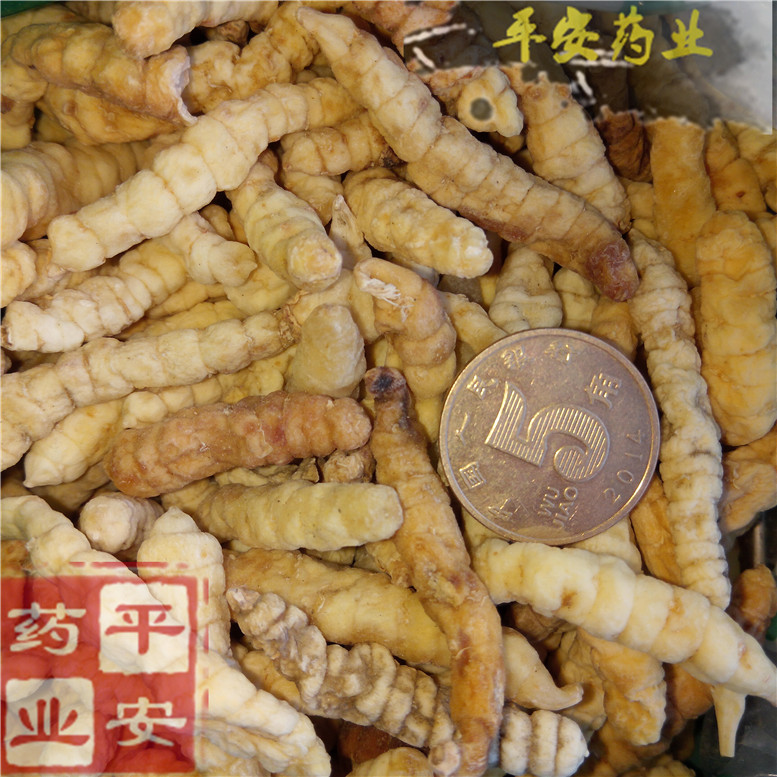 地蚕草食蚕40奇~01_副本.jpg