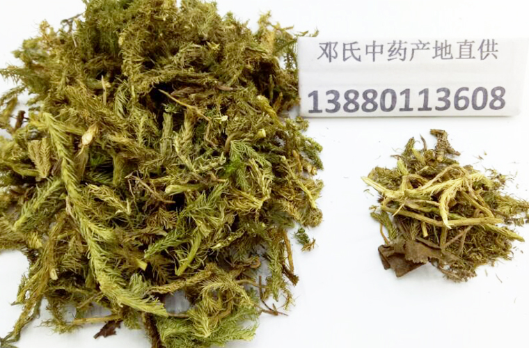 shenjincaoal011.jpg