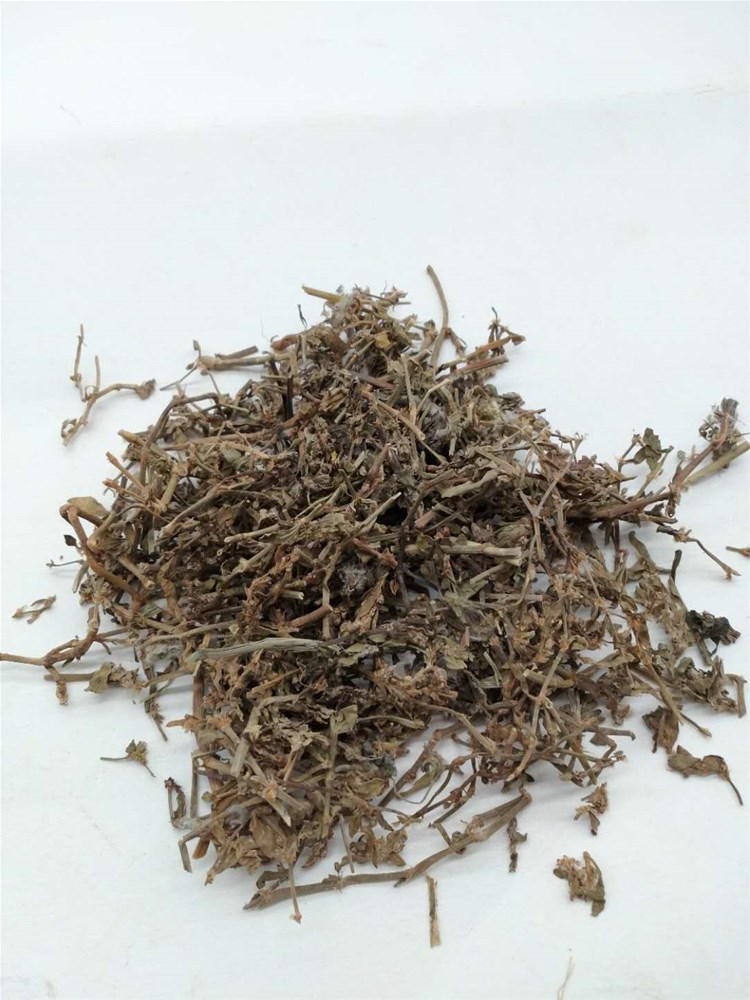 萹蓄3.jpg