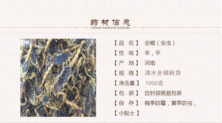 河南全蝎虫1.jpg