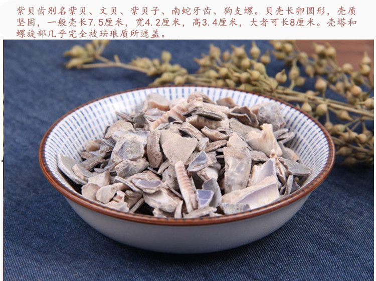 紫贝齿5.jpg