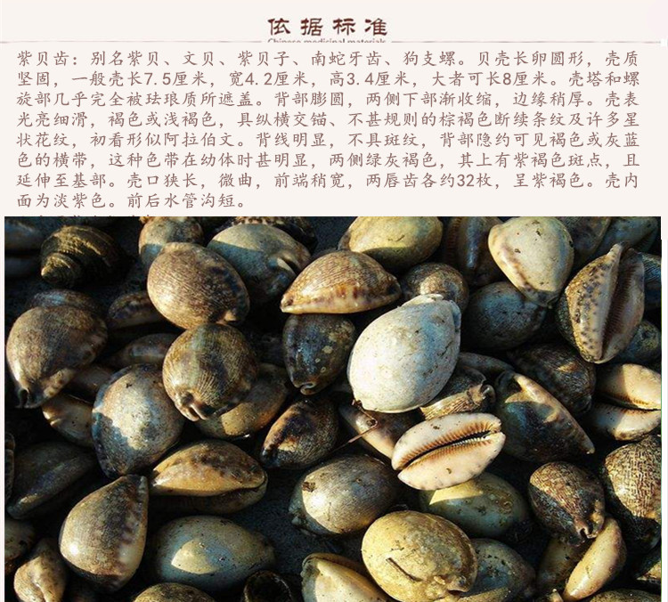 紫贝齿9.jpg