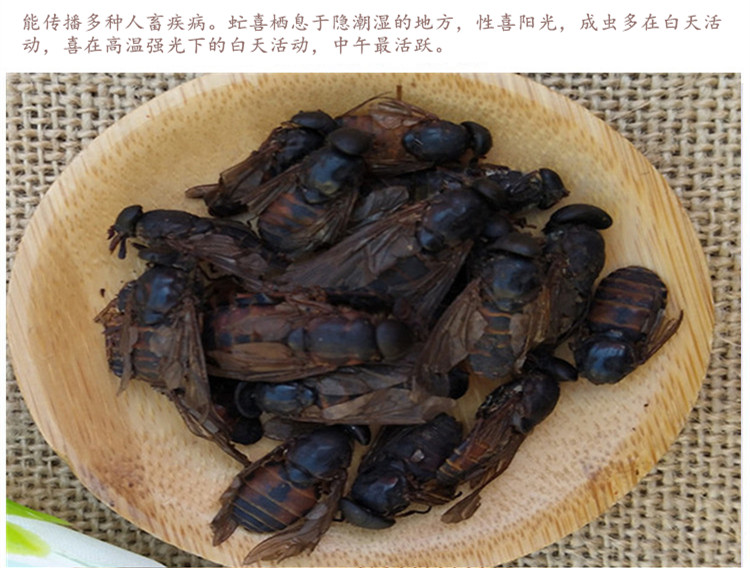 虻虫5.jpg