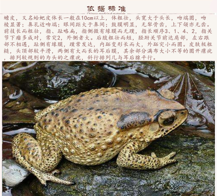 蟾皮9.jpg