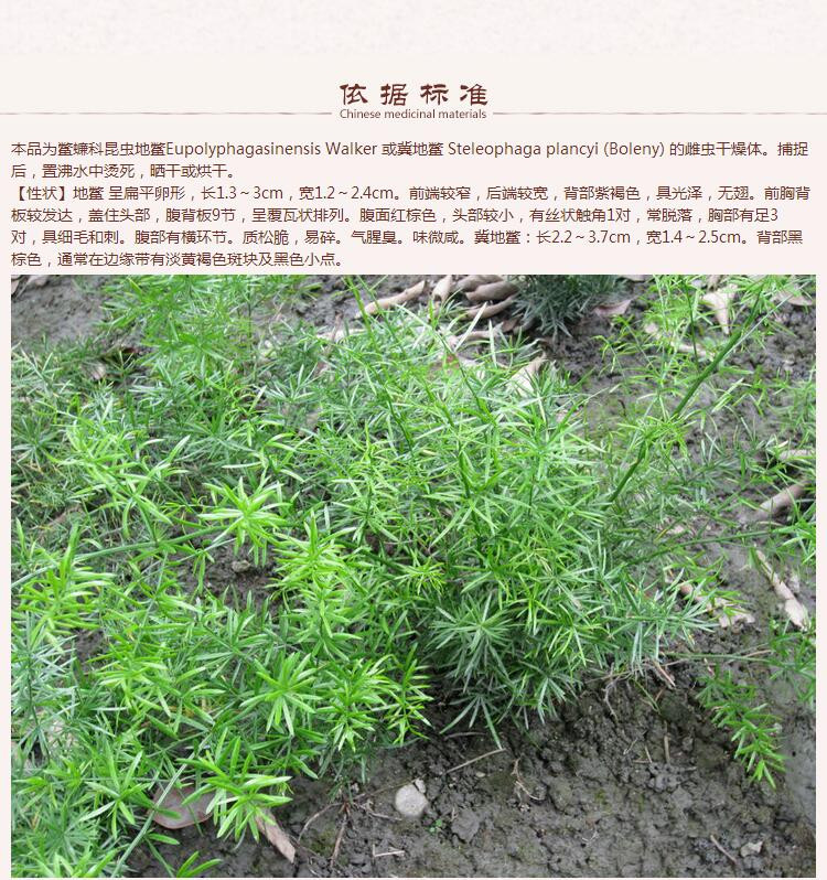 菟丝子4.jpg