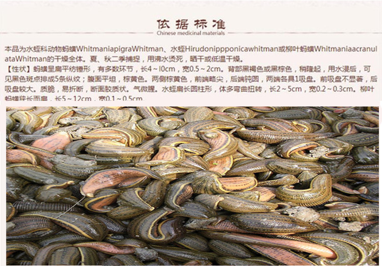 水蛭5.jpg