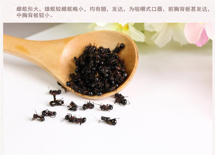 33黑蚂蚁4.jpg
