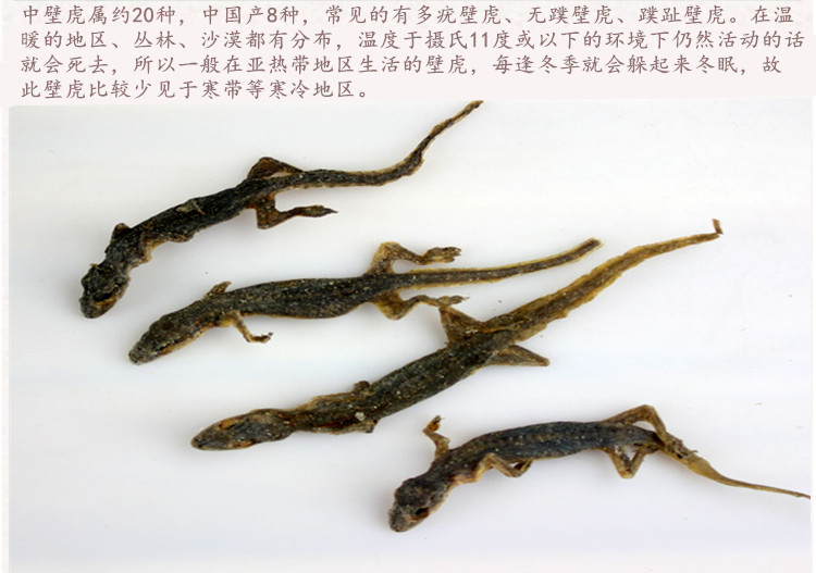 壁虎4.jpg