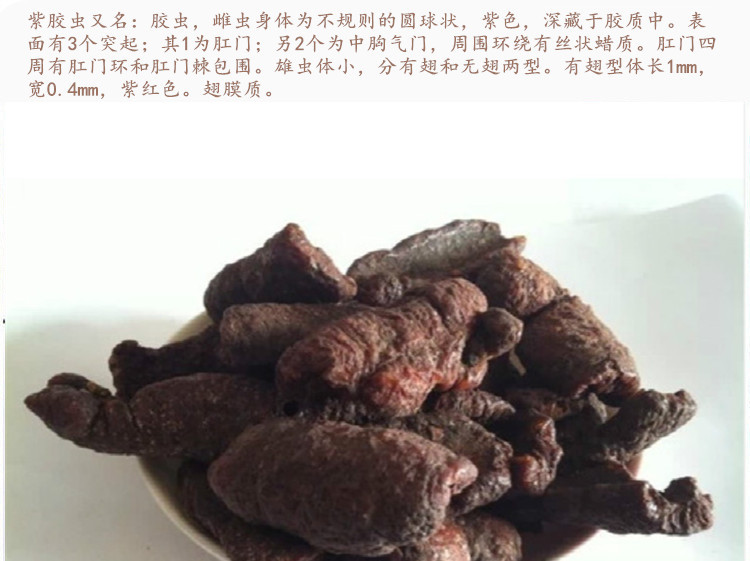 紫草茸5.jpg