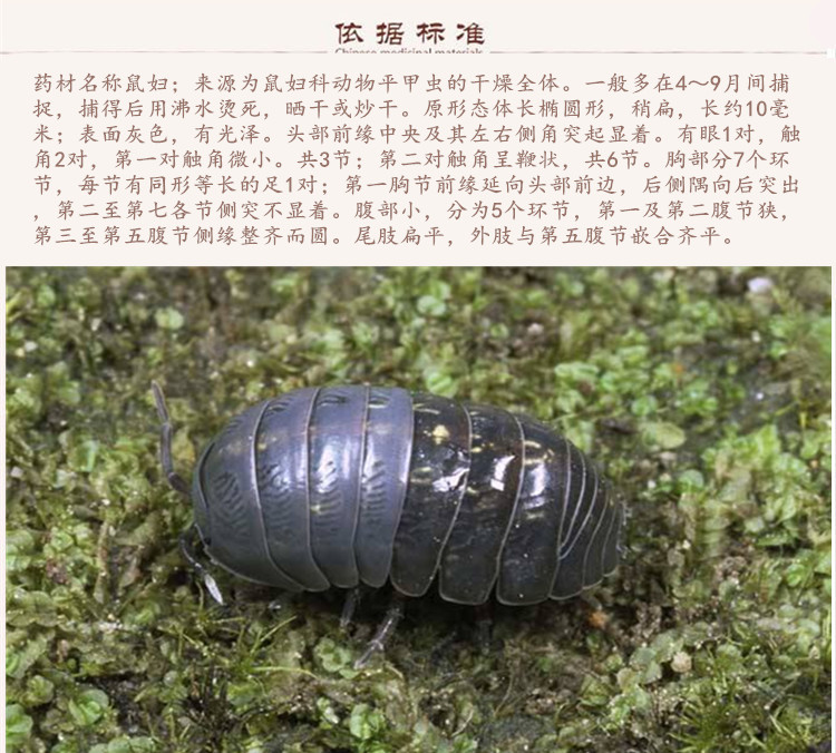 鼠妇虫9.jpg