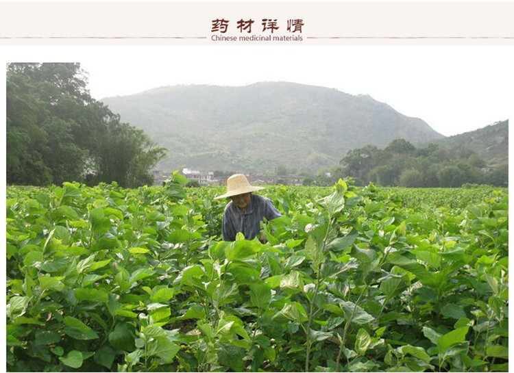 选货白僵蚕3.jpg