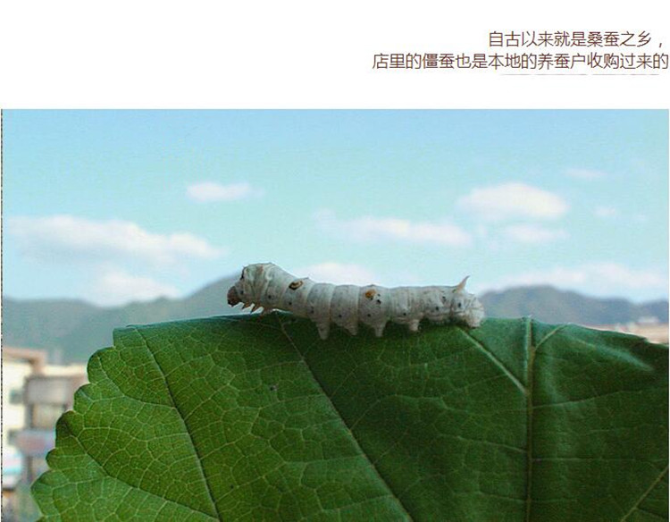 选货白僵蚕4.jpg