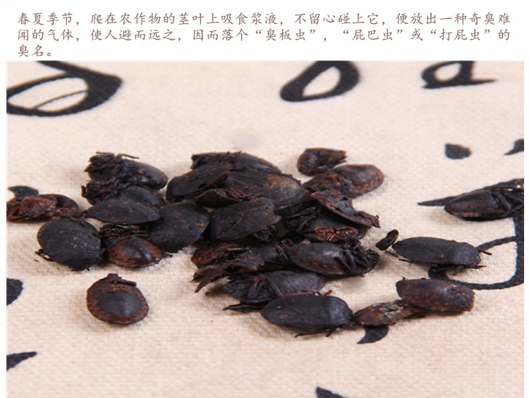 九香虫4.jpg