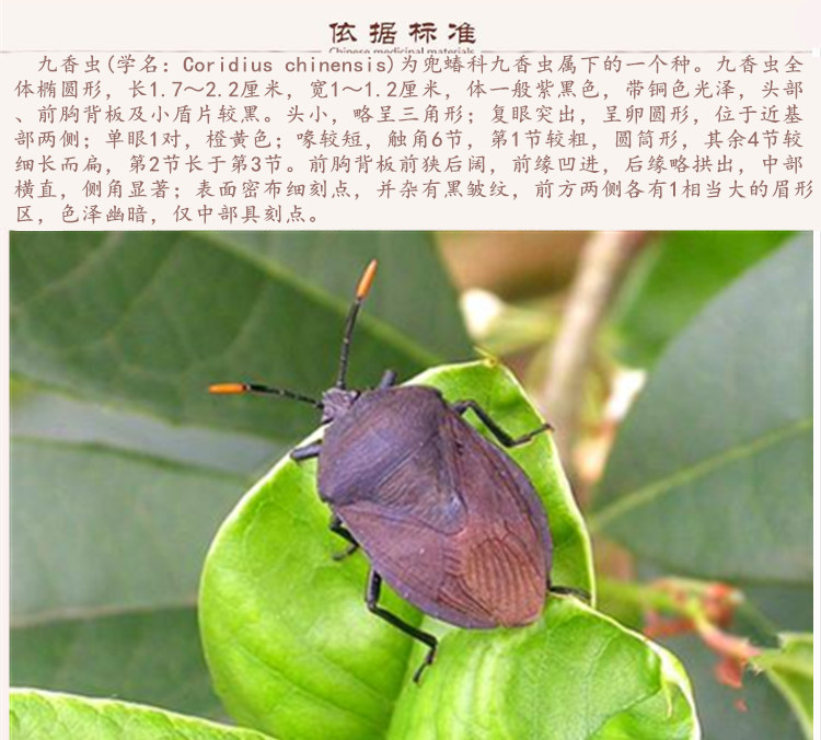 九香虫9.jpg