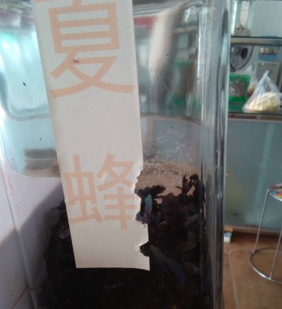夏蜂_meitu_3.jpg