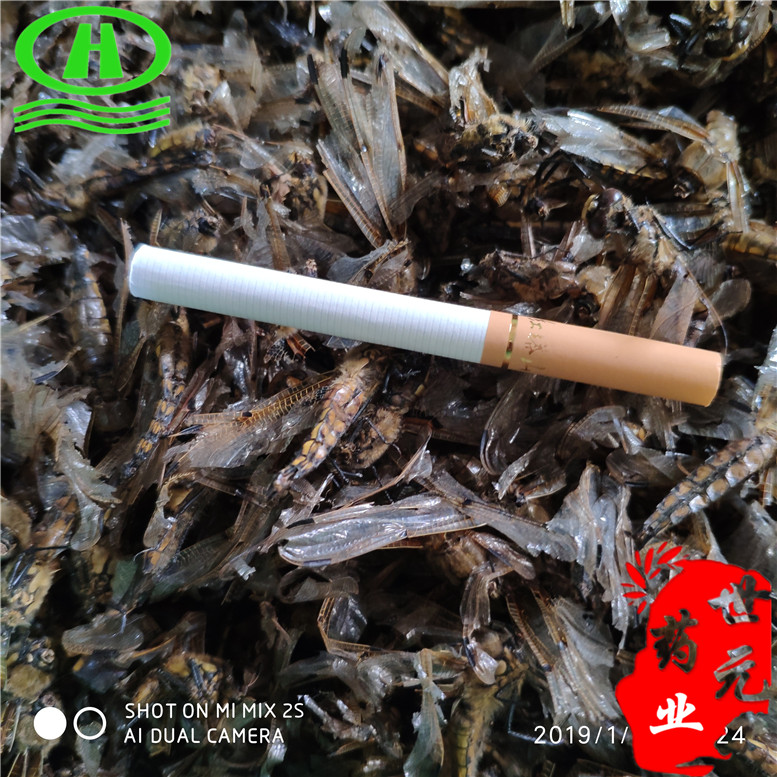 蜻蜓黄红色1200周宇~03_副本.jpg