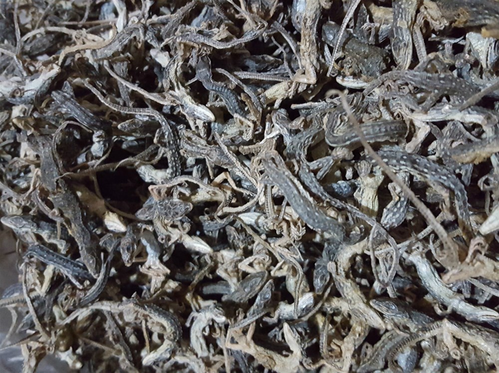 沙蜥蜴1500_meitu_1.jpg