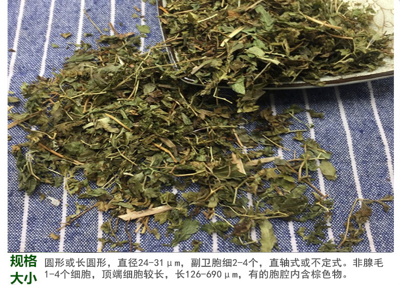 海金沙草5.jpg
