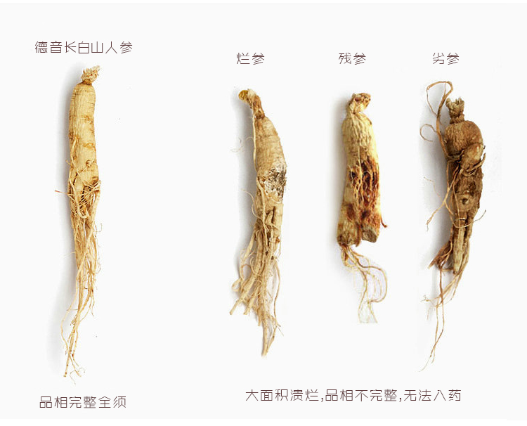 人参50_19.jpg